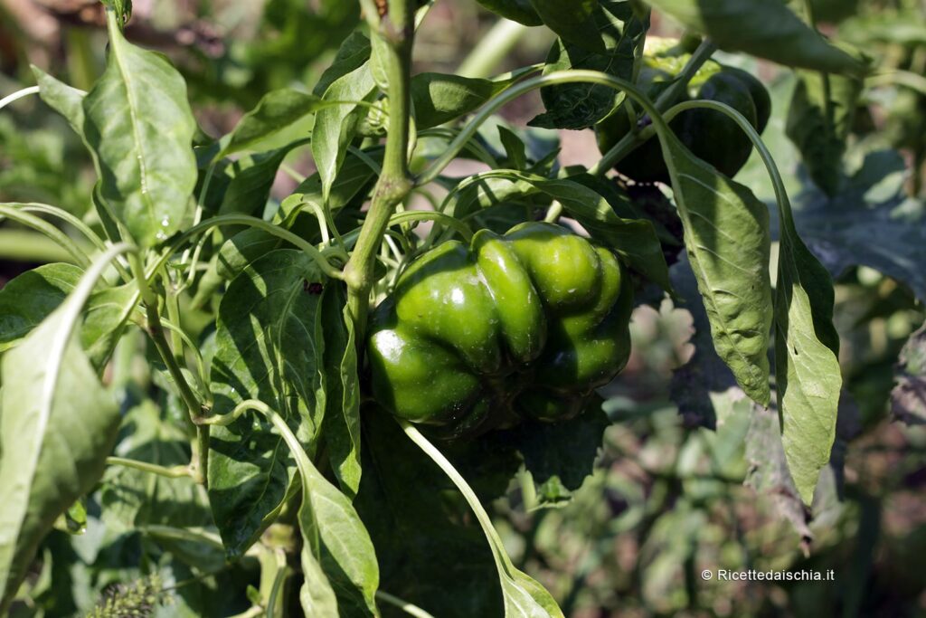 pianta di Papaccelle ricce in un orto di Ischia